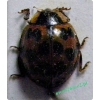 Harmonia axyridis (Hope, 1845) Biedronka azjatycka